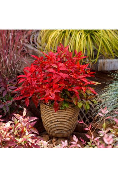 Нандіна Firepower в горщику